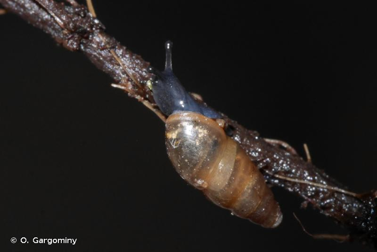 <i>Cochlicopa lubrica</i> (O.F. Müller, 1774) &copy; O. Gargominy