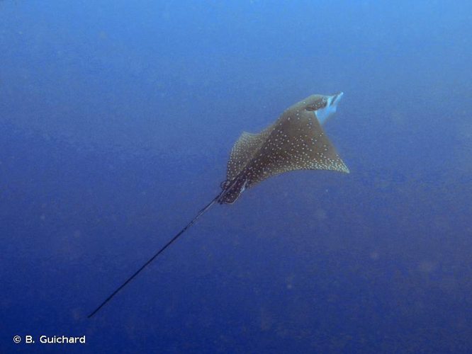 <i>Aetobatus narinari</i> (Euphrasen, 1790) &copy; B. Guichard