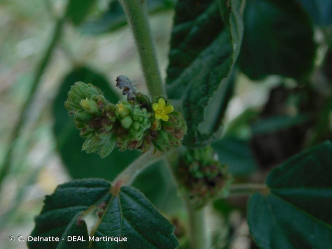 <i>Waltheria indica</i> L., 1753 &copy; C. Delnatte - DEAL Martinique