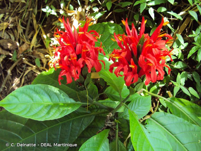 <i>Pachystachys spicata</i> (Ruiz & Pav.) Wassh., 1986 &copy; C. Delnatte - DEAL Martinique