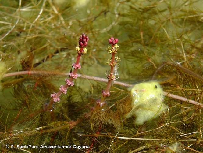 <i>Myriophyllum spicatum</i> L., 1753 &copy; S. Sant/Parc Amazonien de Guyane