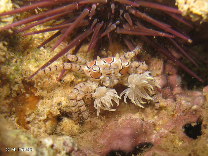 <i>Lybia tessellata</i> (Latreille, <i>in</i> Milbert, 1812) &copy; M. Deuss