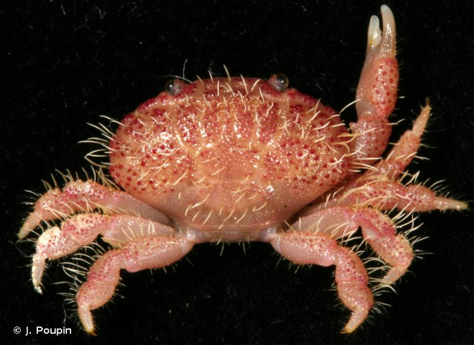 <i>Neoliomera sabaea</i> (Nobili, 1905) &copy; J. Poupin