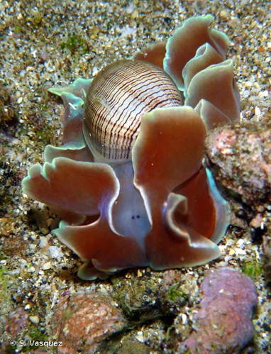 <i>Hydatina physis</i> (Linnaeus, 1758) &copy; S. Vasquez
