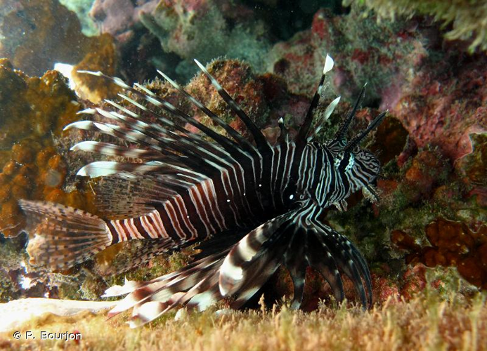 <i>Pterois miles</i> (Bennett, 1828) &copy; P. Bourjon