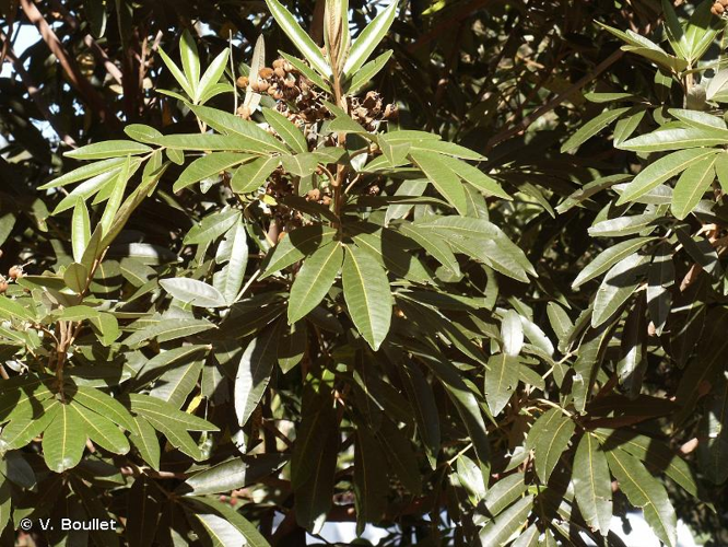 <i>Cossinia pinnata</i> Comm. ex Lam., 1786 &copy; V. Boullet