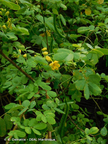 <i>Senna bicapsularis</i> (L.) Roxb., 1832 &copy; C. Delnatte - DEAL Martinique