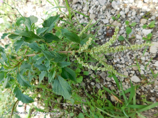 <i>Amaranthus spinosus</i> L., 1753 &copy; C. Delnatte - DEAL Martinique