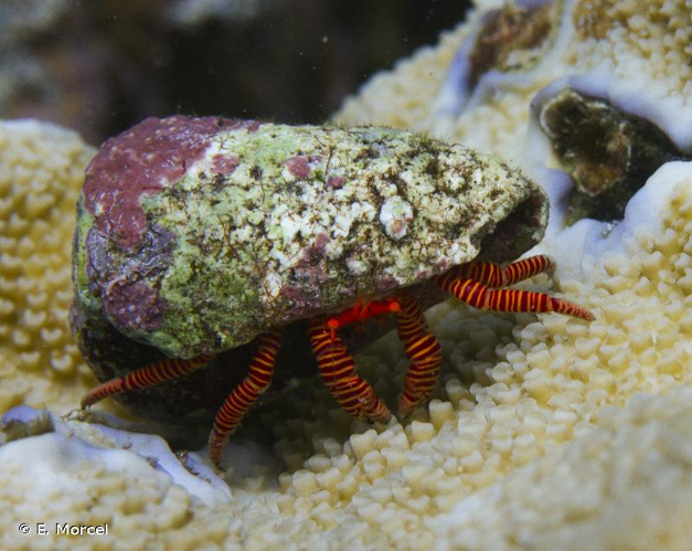 <i>Ciliopagurus strigatus</i> (Herbst, 1804) &copy; E. Morcel