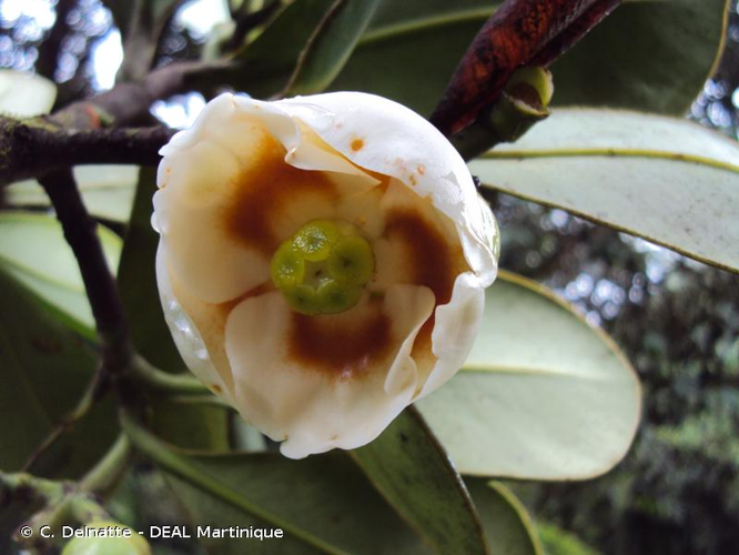 <i>Clusia rosea</i> Jacq., 1760 &copy; C. Delnatte - DEAL Martinique