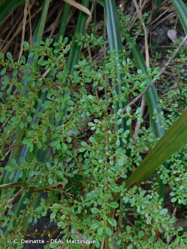 <i>Pilea microphylla</i> (L.) Liebm., 1851 &copy; C. Delnatte - DEAL Martinique