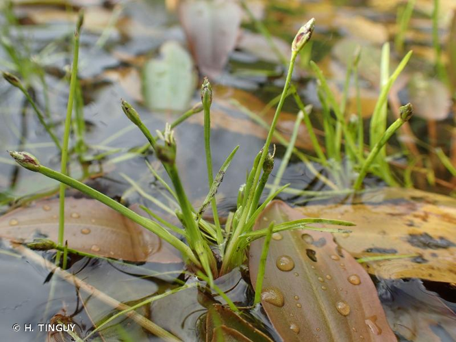 <i>Isolepis fluitans</i> (L.) R.Br., 1810 &copy; H. TINGUY