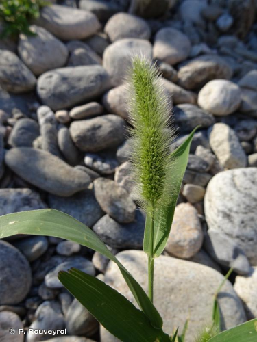 <i>Setaria italica </i>subsp.<i> viridis</i> (L.) Thell., 1912 &copy; P. Rouveyrol