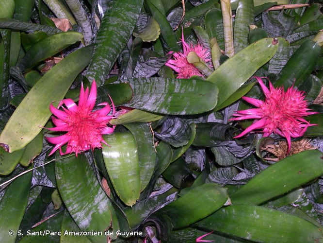 <i>Aechmea fasciata</i> (Lindl.) Baker, 1879 &copy; S. Sant/Parc Amazonien de Guyane