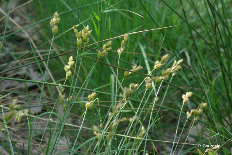 <i>Carex ovalis</i> Gooden., 1794 &copy; P. Gourdain