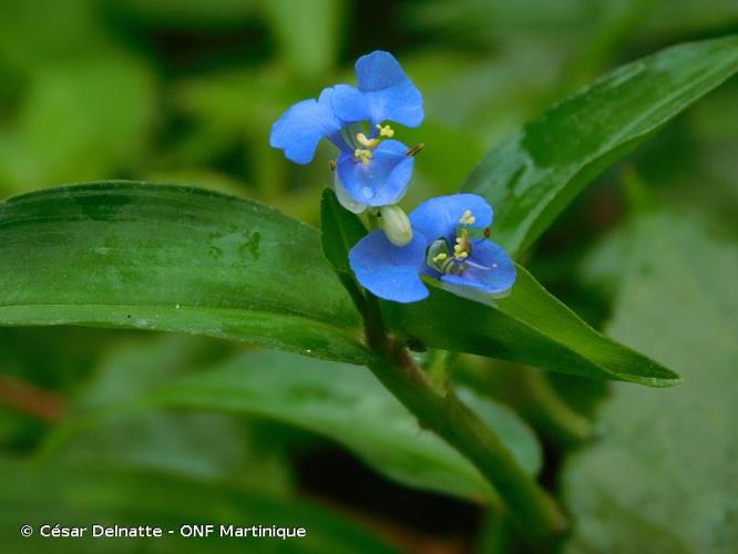 <i>Commelina diffusa</i> Burm.f., 1768 &copy; César Delnatte - ONF Martinique