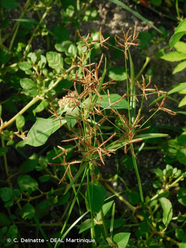 <i>Cyperus articulatus</i> L., 1753 &copy; C. Delnatte - DEAL Martinique