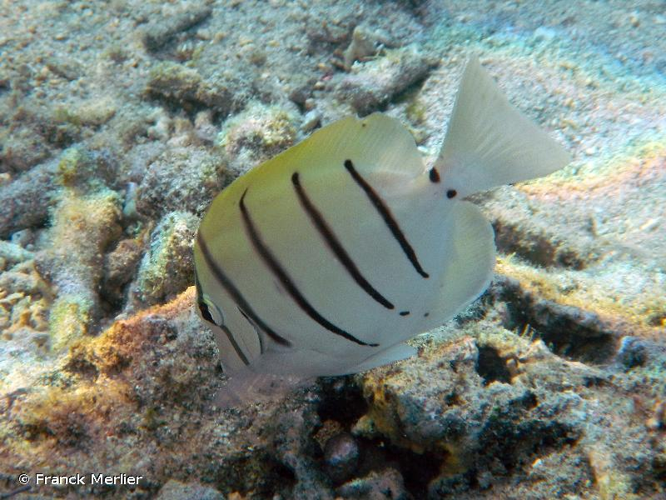 <i>Acanthurus triostegus</i> (Linnaeus, 1758) &copy; Franck Merlier