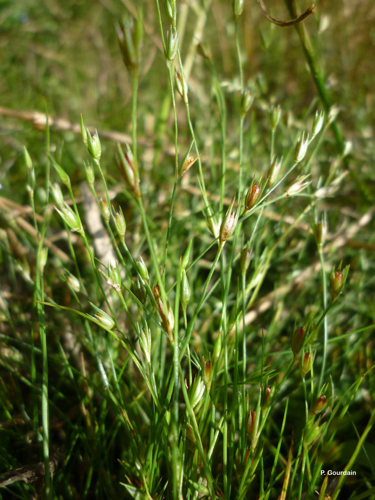 <i>Juncus bufonius</i> L., 1753 &copy; P. Gourdain