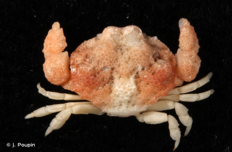 <i>Actaeomorpha erosa</i> Miers, 1877 &copy; J. Poupin