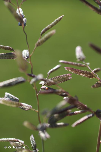 <i>Eragrostis cilianensis</i> (All.) Vignolo ex Janch., 1907 &copy; O. Nawrot