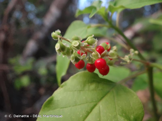 <i>Rivina humilis</i> L., 1753 &copy; C. Delnatte - DEAL Martinique