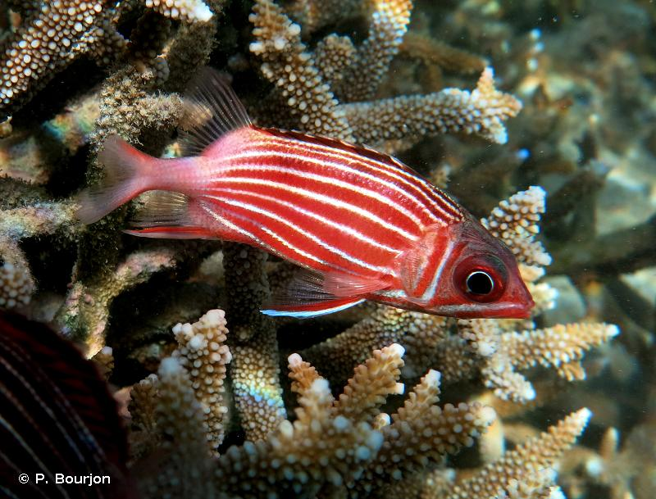 <i>Sargocentron diadema</i> (Lacepède, 1802) &copy; P. Bourjon