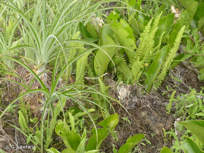 <i>Nephrolepis undulata</i> (Afzel. ex Sw.) J.Sm., 1846 &copy; G. Léotard