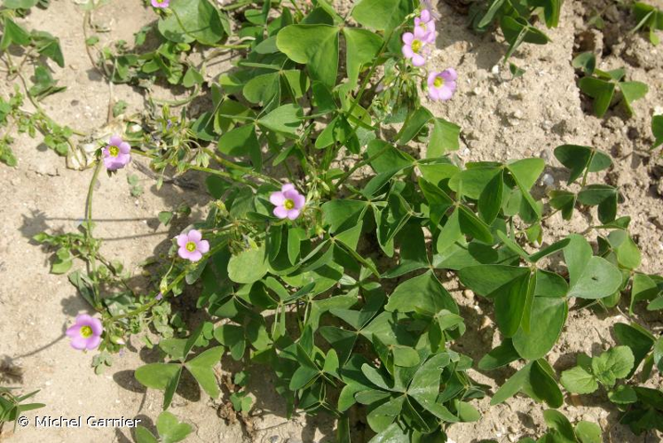 <i>Oxalis latifolia</i> Kunth, 1822 &copy; Michel Garnier
