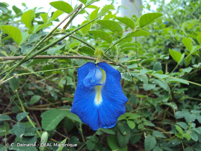 <i>Clitoria ternatea</i> L., 1753 &copy; C. Delnatte - DEAL Martinique