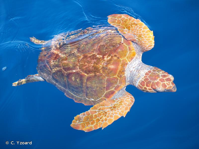<i>Caretta caretta</i> (Linnaeus, 1758) &copy; C. Yzoard