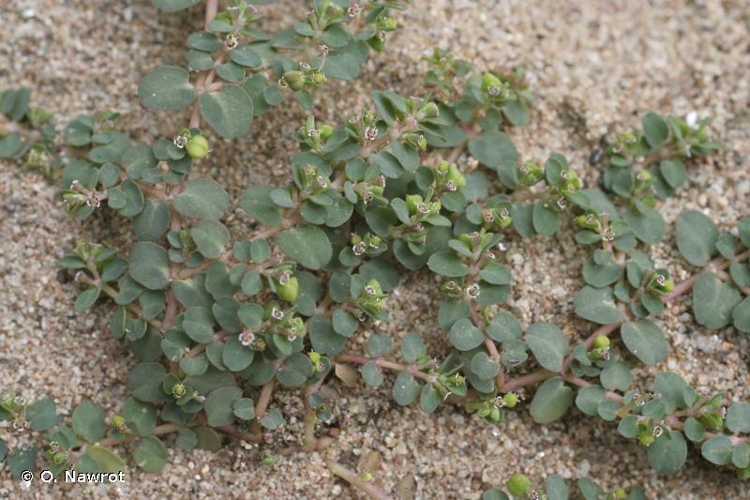 <i>Euphorbia serpens</i> Kunth, 1817 &copy; O. Nawrot