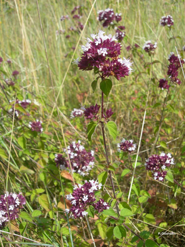 <i>Origanum vulgare</i> L., 1753 &copy; P. Gourdain