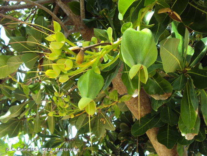 <i>Barringtonia asiatica</i> (L.) Kurz, 1875 &copy; C. Delnatte - DEAL Martinique