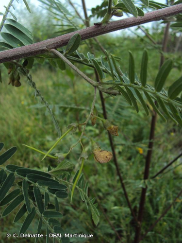 <i>Sesbania sericea</i> (Willd.) Link, 1822 &copy; C. Delnatte - DEAL Martinique