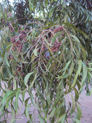 <i>Acacia auriculiformis</i> A.Cunn. ex Benth., 1842 &copy; C. Delnatte