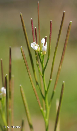 <i>Cardamine hirsuta</i> L., 1753 &copy; S. Filoche