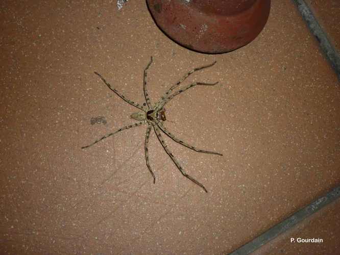 <i>Heteropoda venatoria</i> (Linnaeus, 1767) &copy; P. Gourdain
