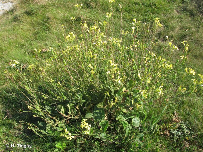 <i>Raphanus raphanistrum </i>subsp.<i> landra</i> (Moretti ex DC.) Bonnier & Layens, 1894 &copy; H. Tinguy