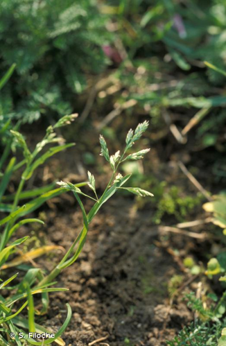 <i>Poa annua</i> L., 1753 &copy; S. Filoche
