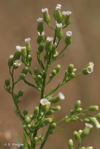 <i>Conyza canadensis</i> (L.) Cronquist, 1943 &copy; S. Filoche