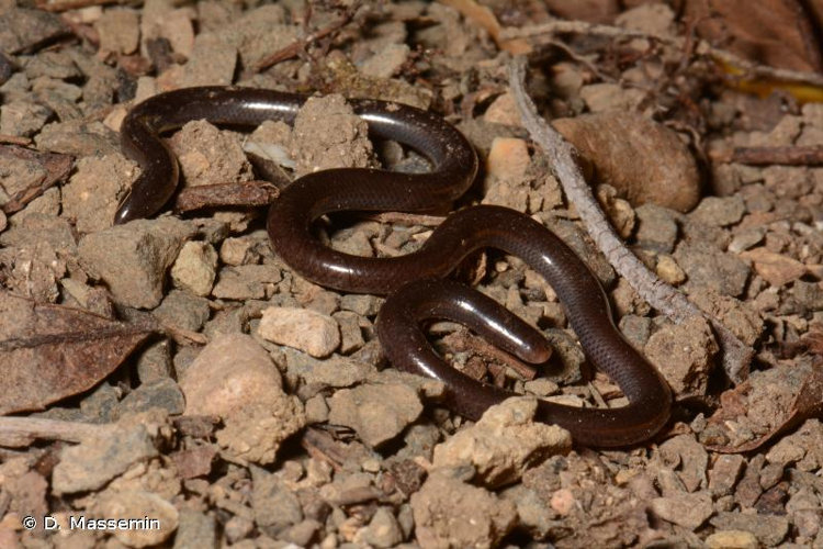 <i>Indotyphlops braminus</i> (Daudin, 1803) &copy; D. Massemin
