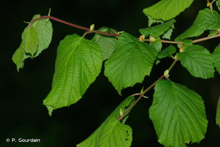 <i>Corylus avellana</i> L., 1753 &copy; P. Gourdain
