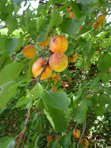 <i>Prunus armeniaca</i> L., 1753 &copy; P. Gourdain