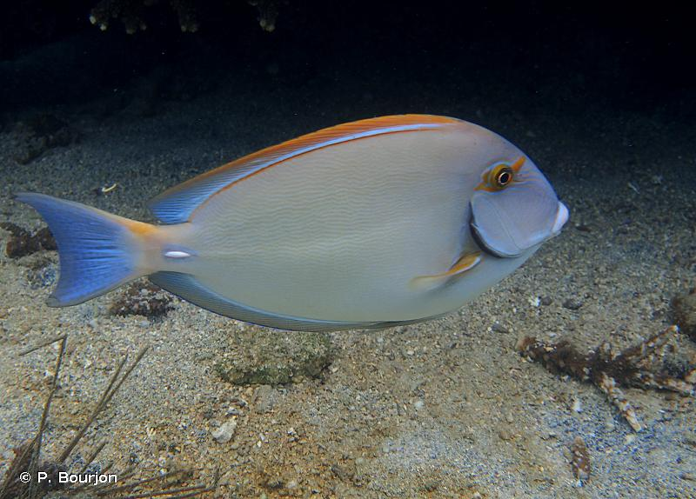 <i>Acanthurus dussumieri</i> Valenciennes, 1835 &copy; P. Bourjon