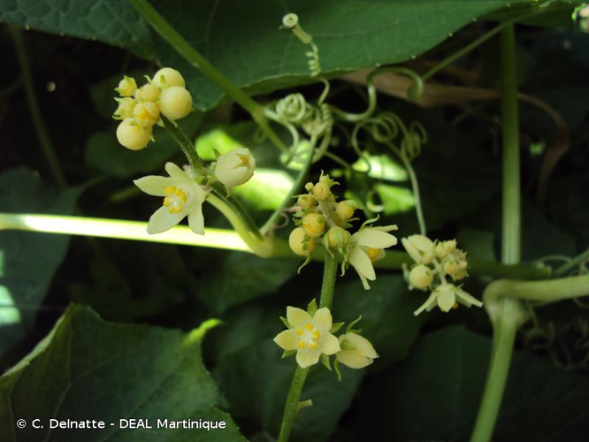 <i>Sechium edule</i> (Jacq.) Sw., 1800 &copy; C. Delnatte - DEAL Martinique