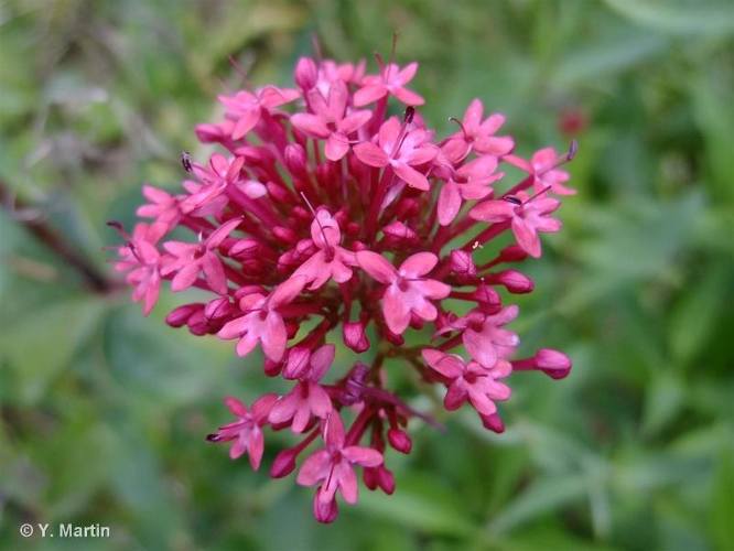 <i>Centranthus ruber</i> (L.) DC., 1805 &copy; null