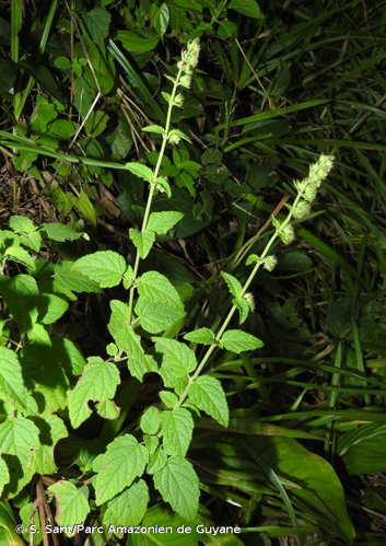 <i>Mesosphaerum pectinatum</i> (L.) Kuntze, 1891 &copy; S. Sant/Parc Amazonien de Guyane