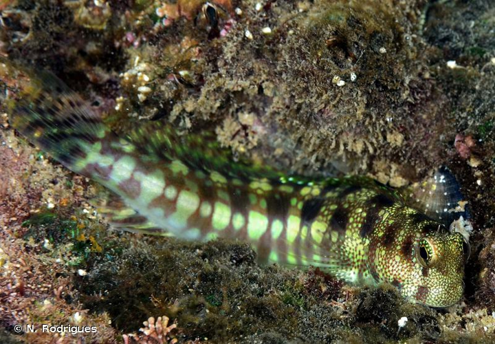 <i>Blenniella gibbifrons</i> (Quoy & Gaimard, 1824) &copy; N. Rodrigues