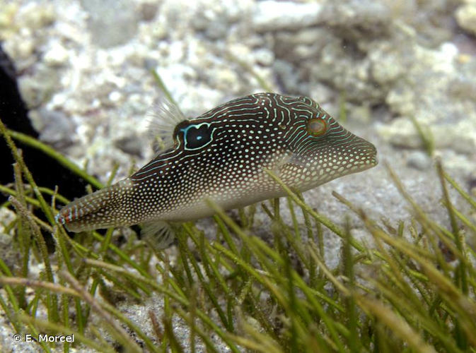 <i>Canthigaster solandri</i> (Richardson, 1845) &copy; E. Morcel